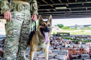 German Shepherd puppy training