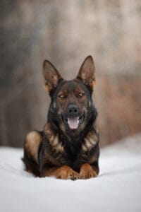 German Shepherd puppies In Maine