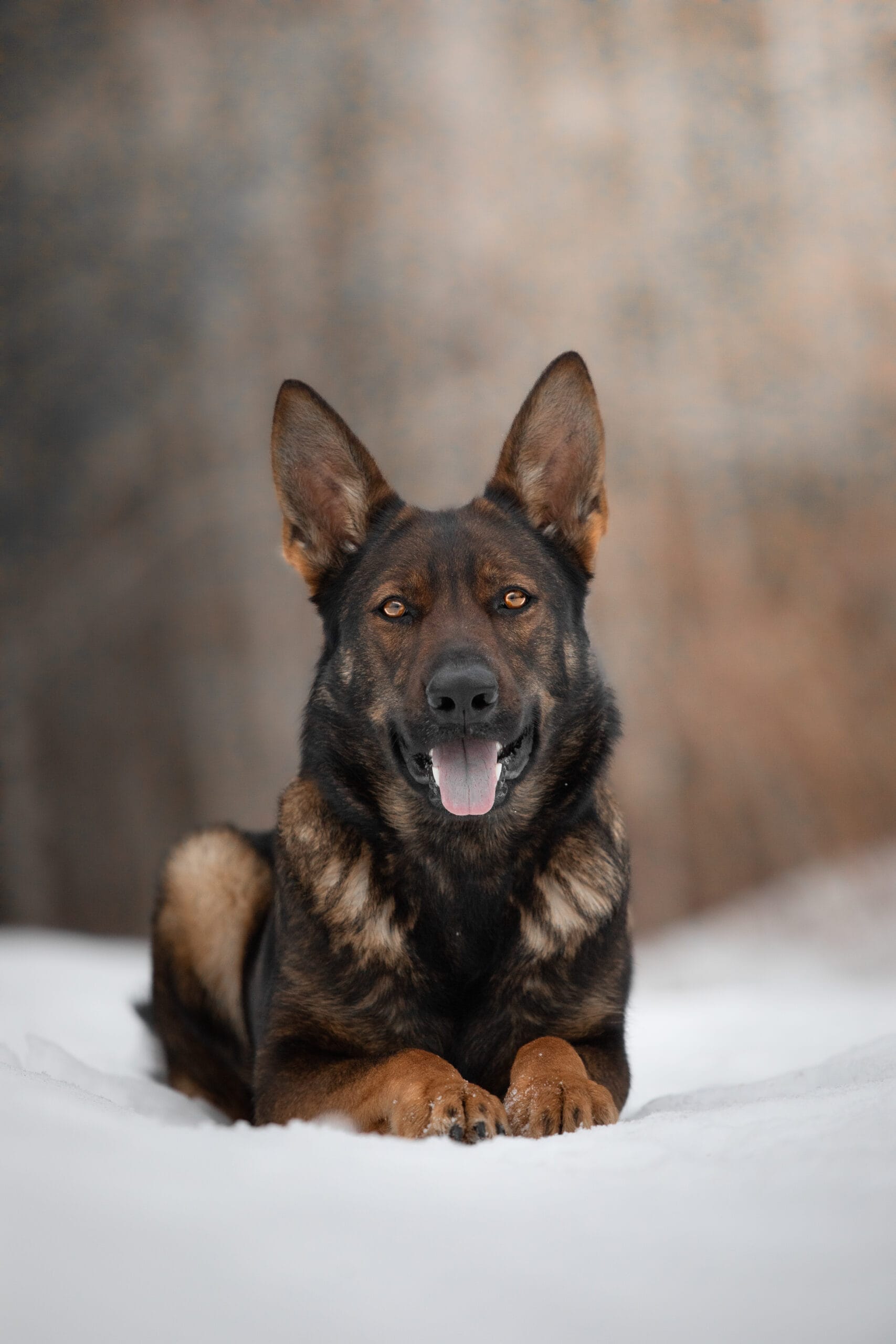 German Shepherd puppies In Maine