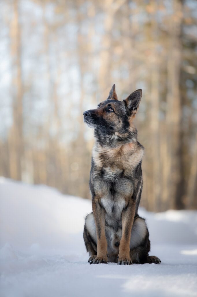 akc german shepherd stud in maine