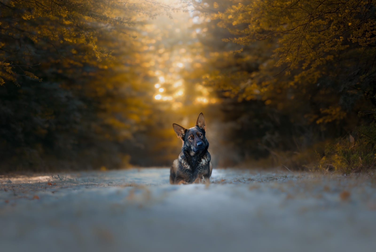 Freda, our foundation female at Pine Hill German Shepherds