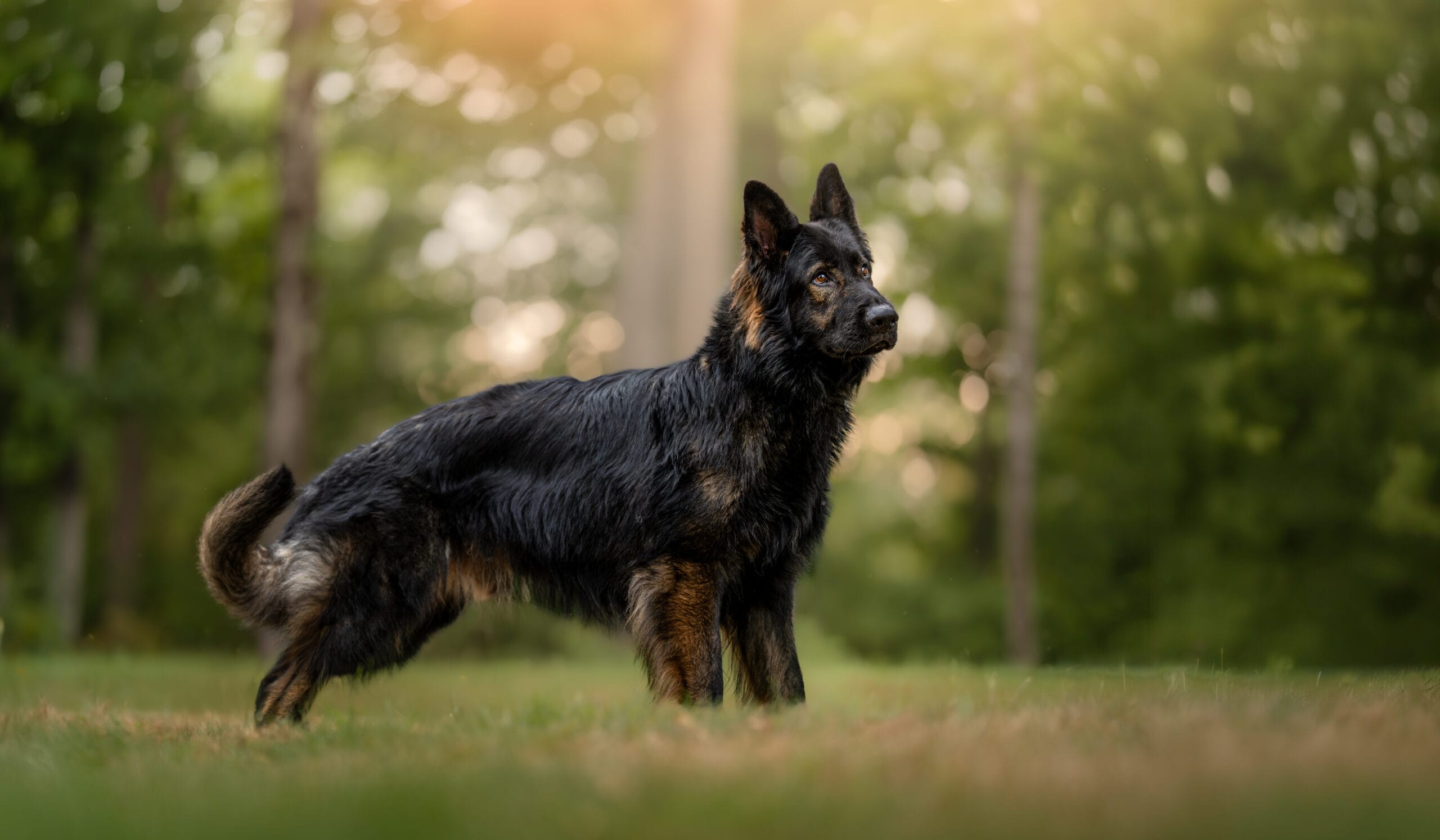 Reserve a German Shepherd puppy.