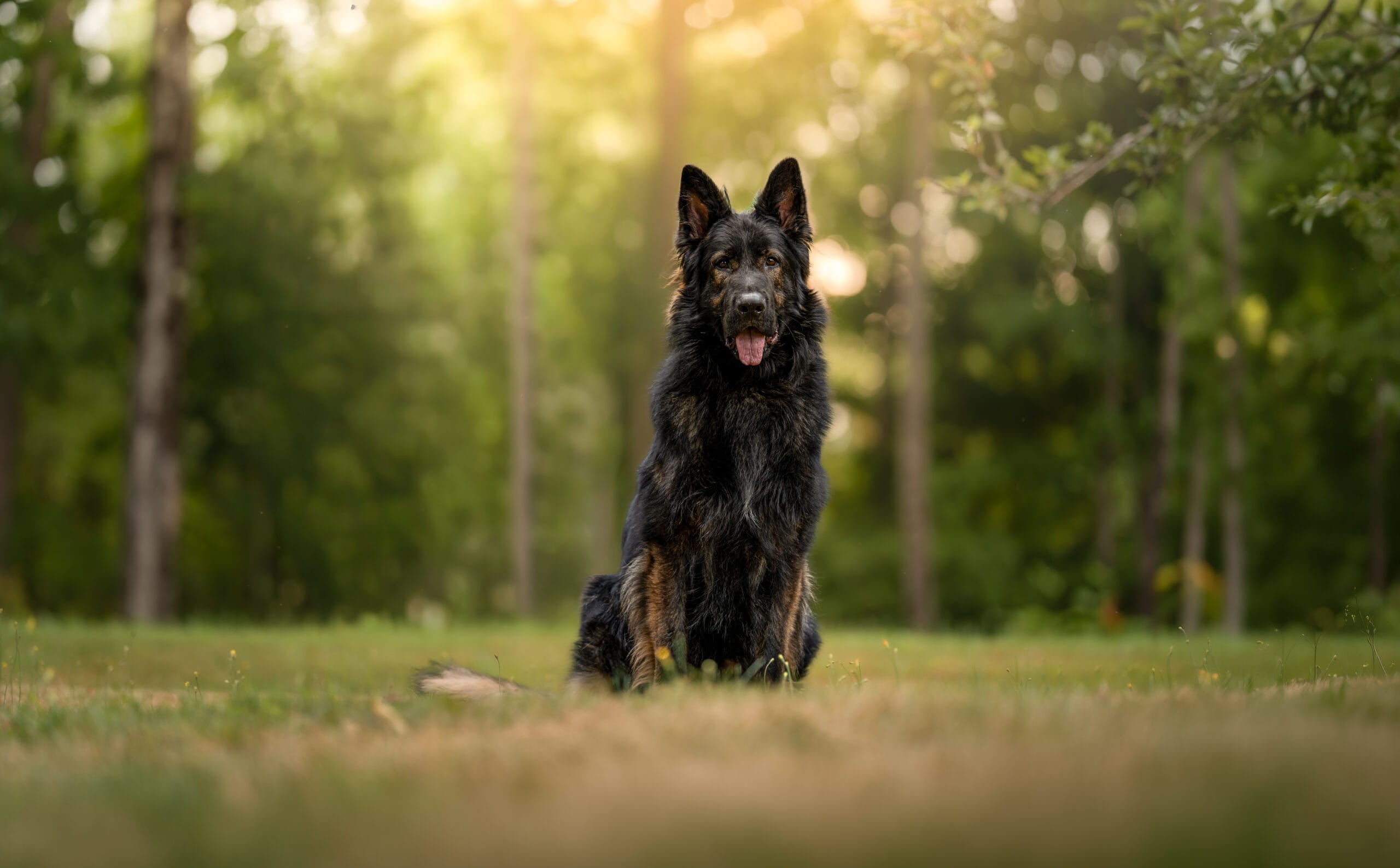 Rangeley, working-line German Shepherd sire