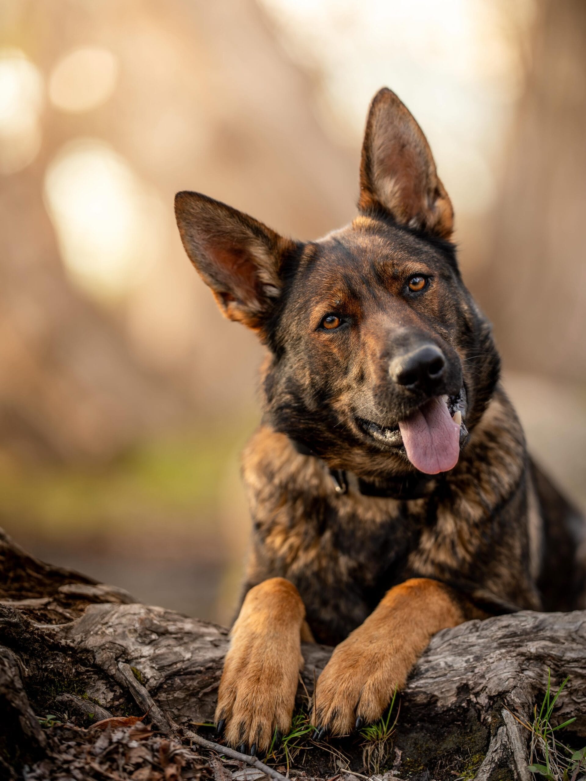 working line German shepherd breeders in Maine