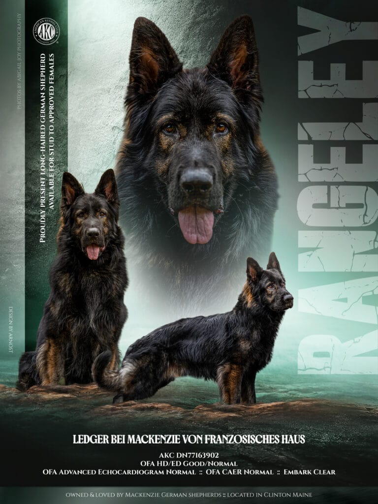 Maine German Shepherd breeders