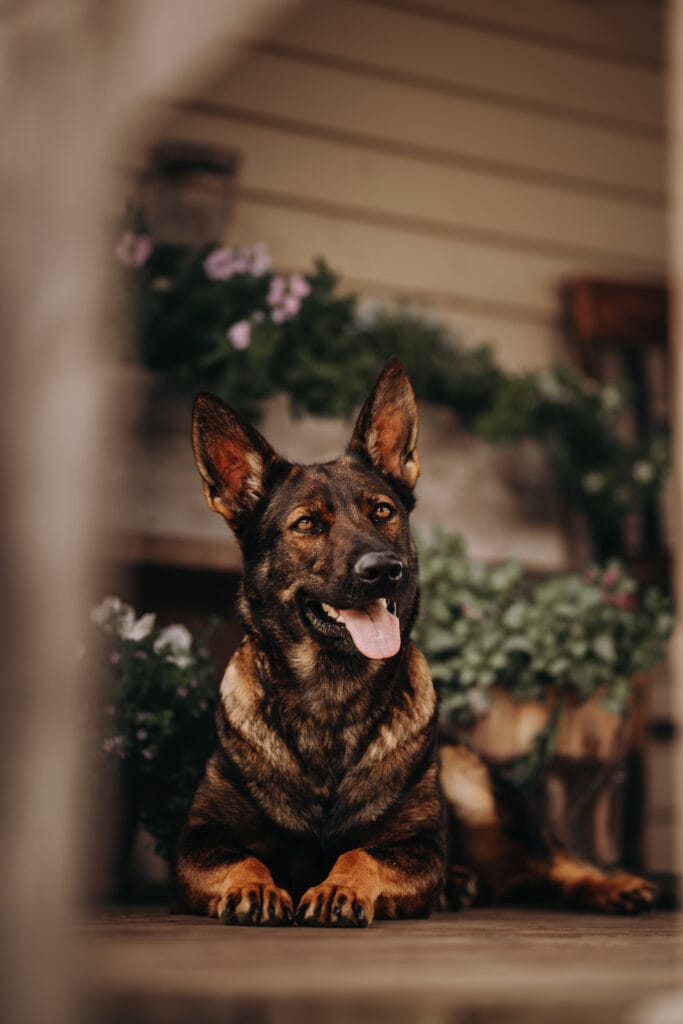 Reserve a German Shepherd puppy.