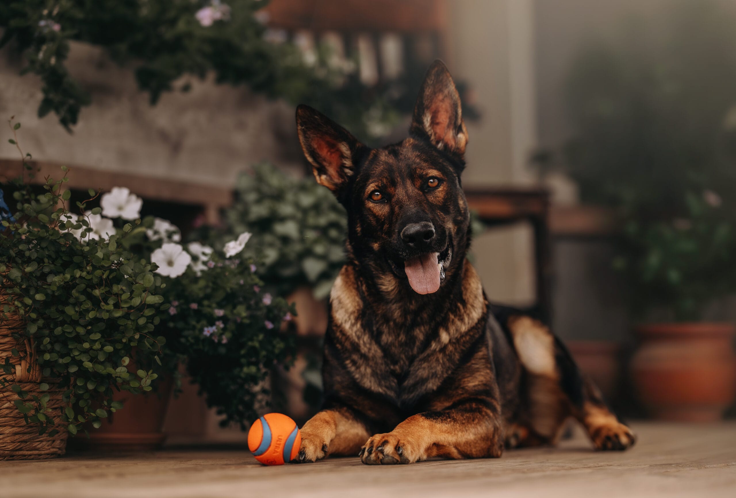 Working-line German Shepherd portrait