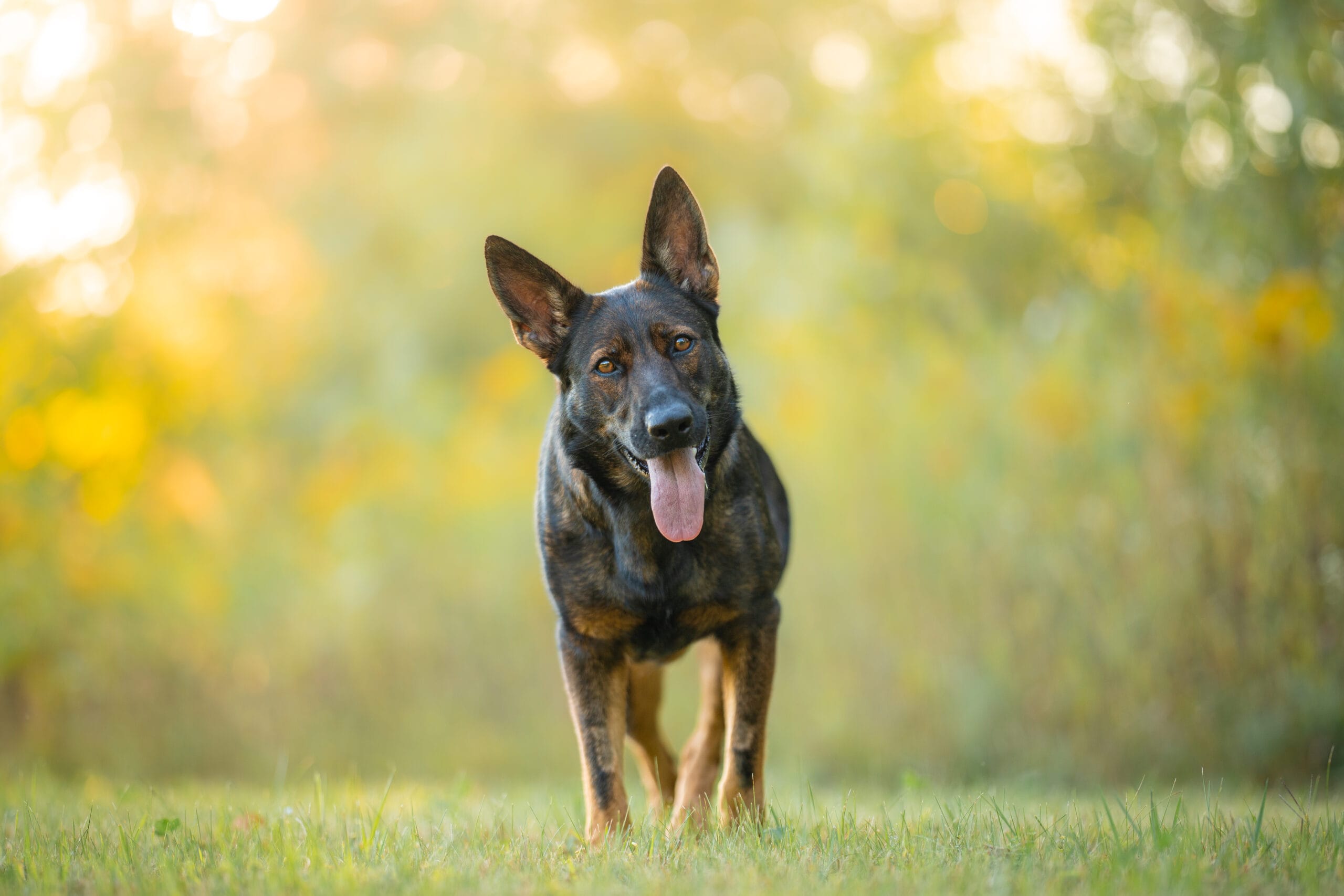 German Shepherd health testing