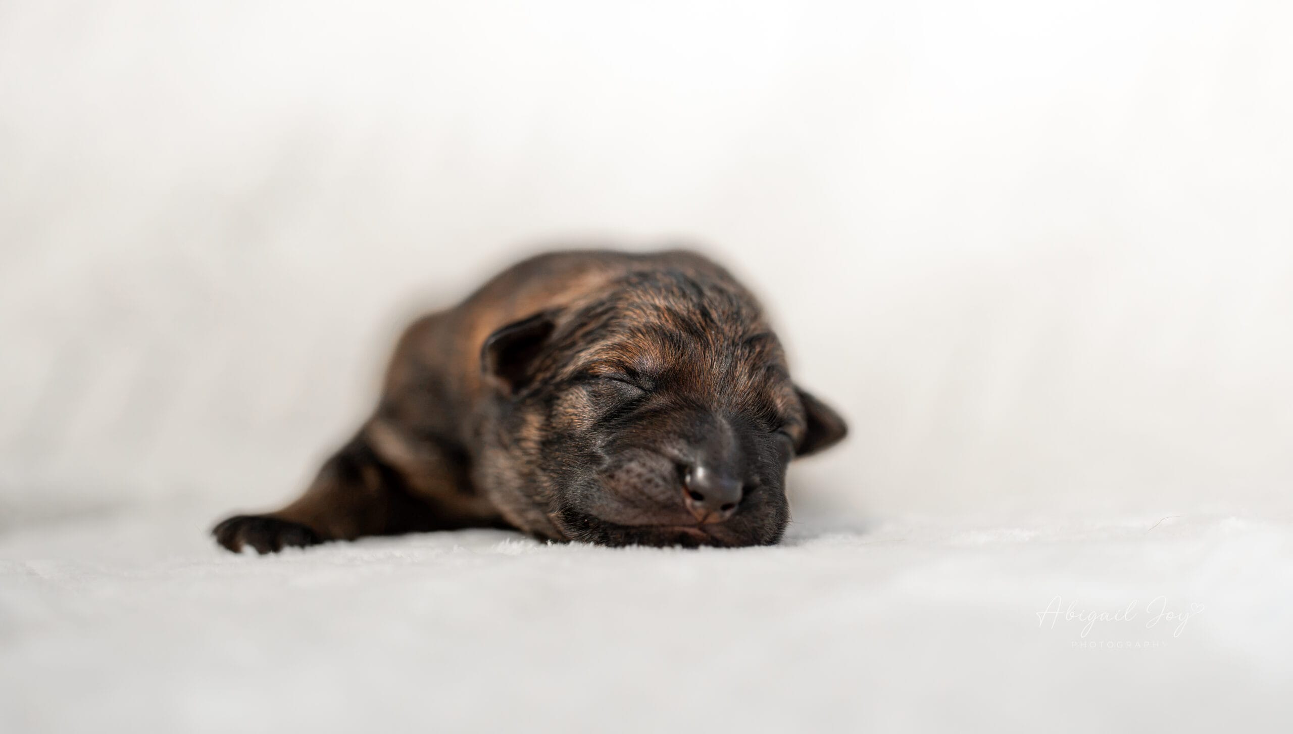 German shepherd breeders in Maine