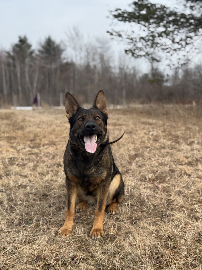 working line German shepherd