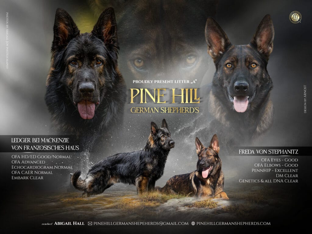 Reserve a German Shepherd puppy